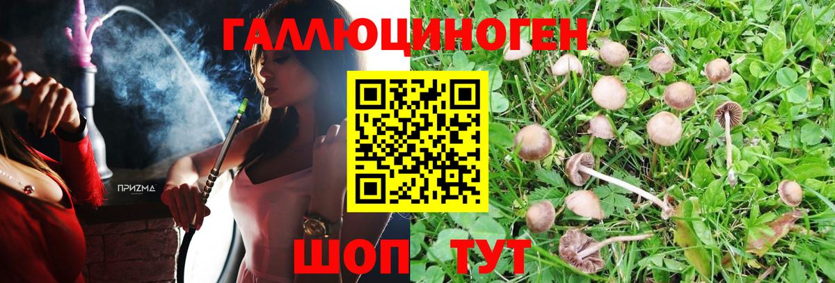 Барнаул  Псилоцибиновые грибы Psilocybe  Вход с VPN 